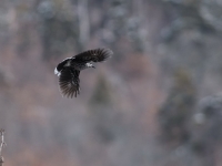 180203_006b_bildgrc3b6c39fe-c3a4ndern